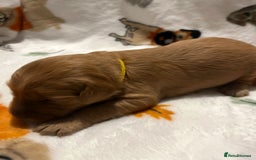 Mixed Breed dogs for sale: Mini Golden Doodle’s - Image 21