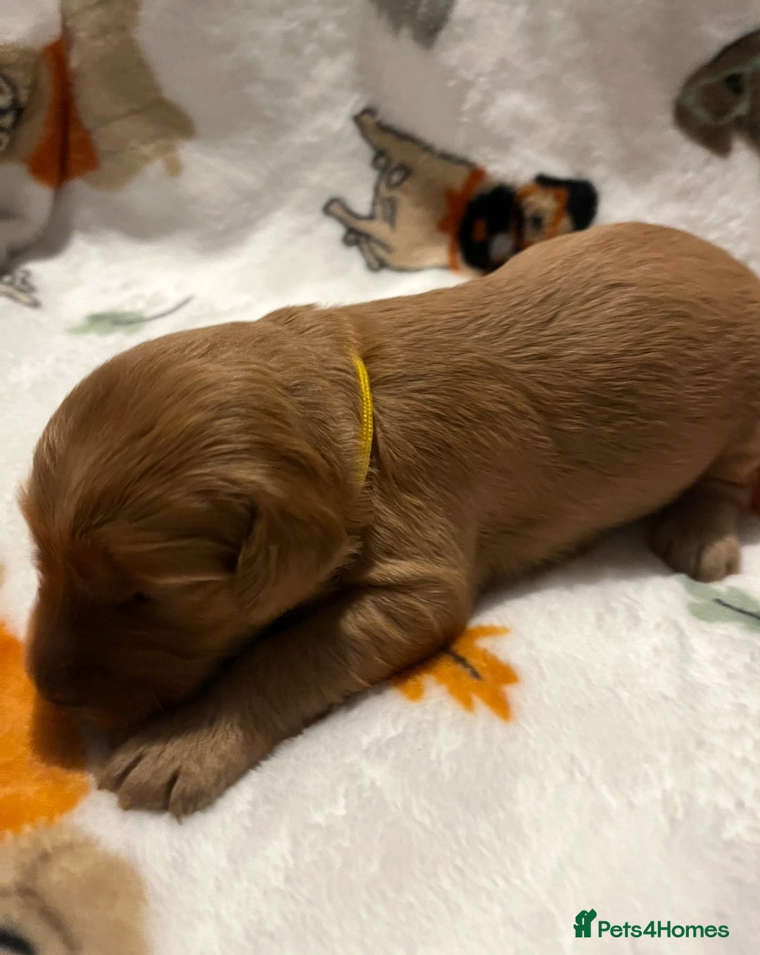 Mixed Breed dogs for sale: Mini Golden Doodle’s - Image 21