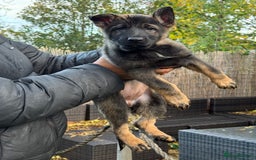 German Shepherd dogs for sale: German Shepherd Puppies - exceptional bloodline  - Image 15