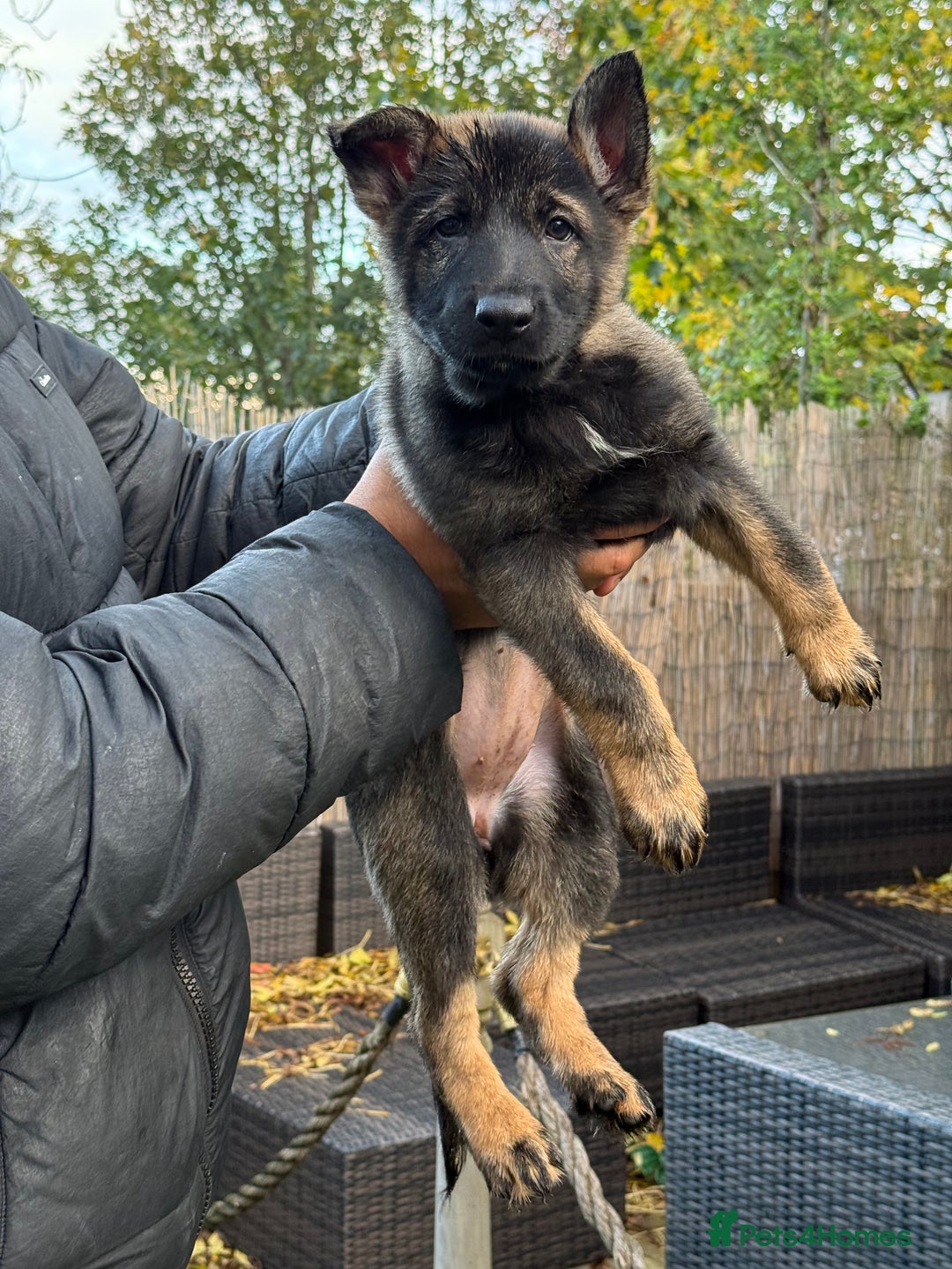 German Shepherd dogs for sale: German Shepherd Puppies - exceptional bloodline  - Image 15