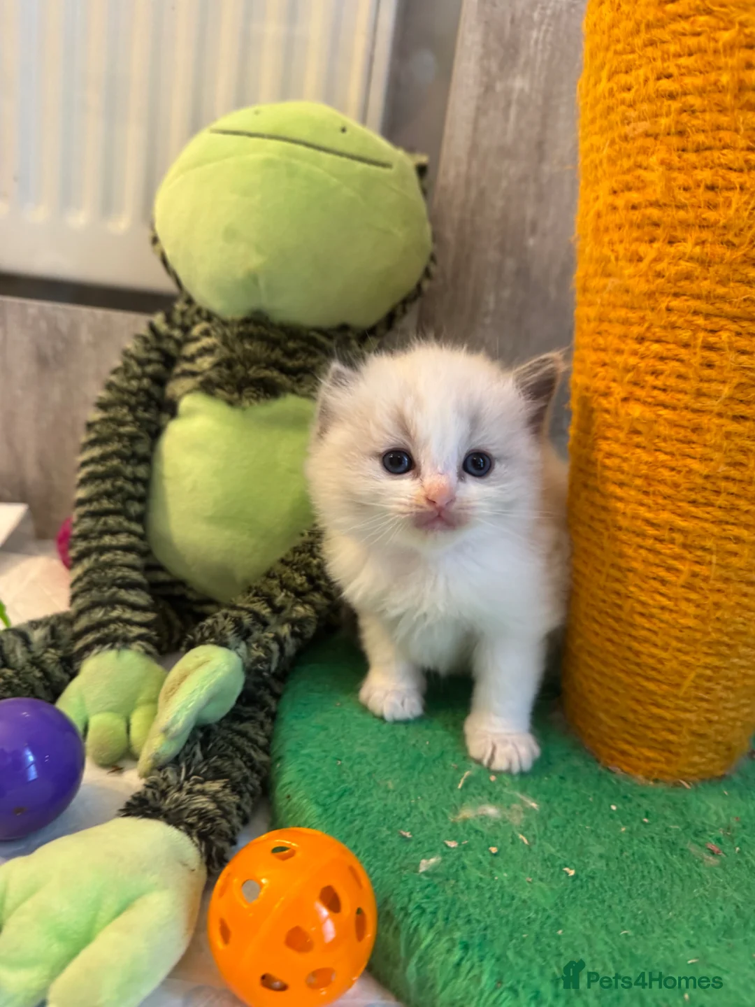 Ragdoll cats for sale: Gorgeous Ragdoll  - Advert 4