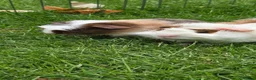 Guinea Pig rodents for sale: Two baby boy guniea pig babies for sale  in Consett - Advert 5