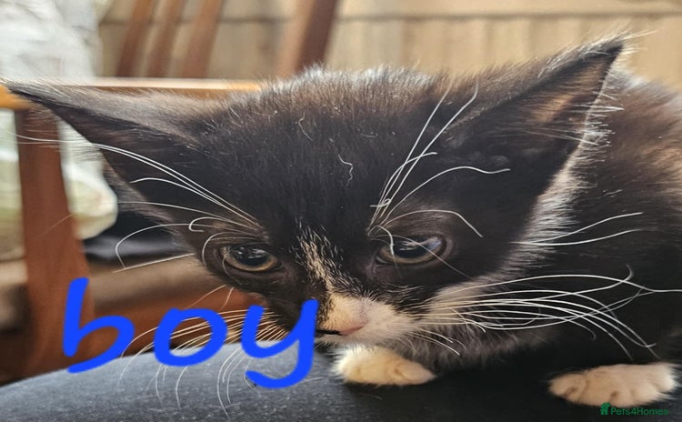Mixed Breed cats - Advert 4