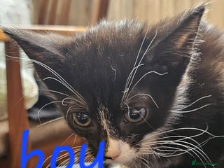 Mixed Breed cats - Advert 35