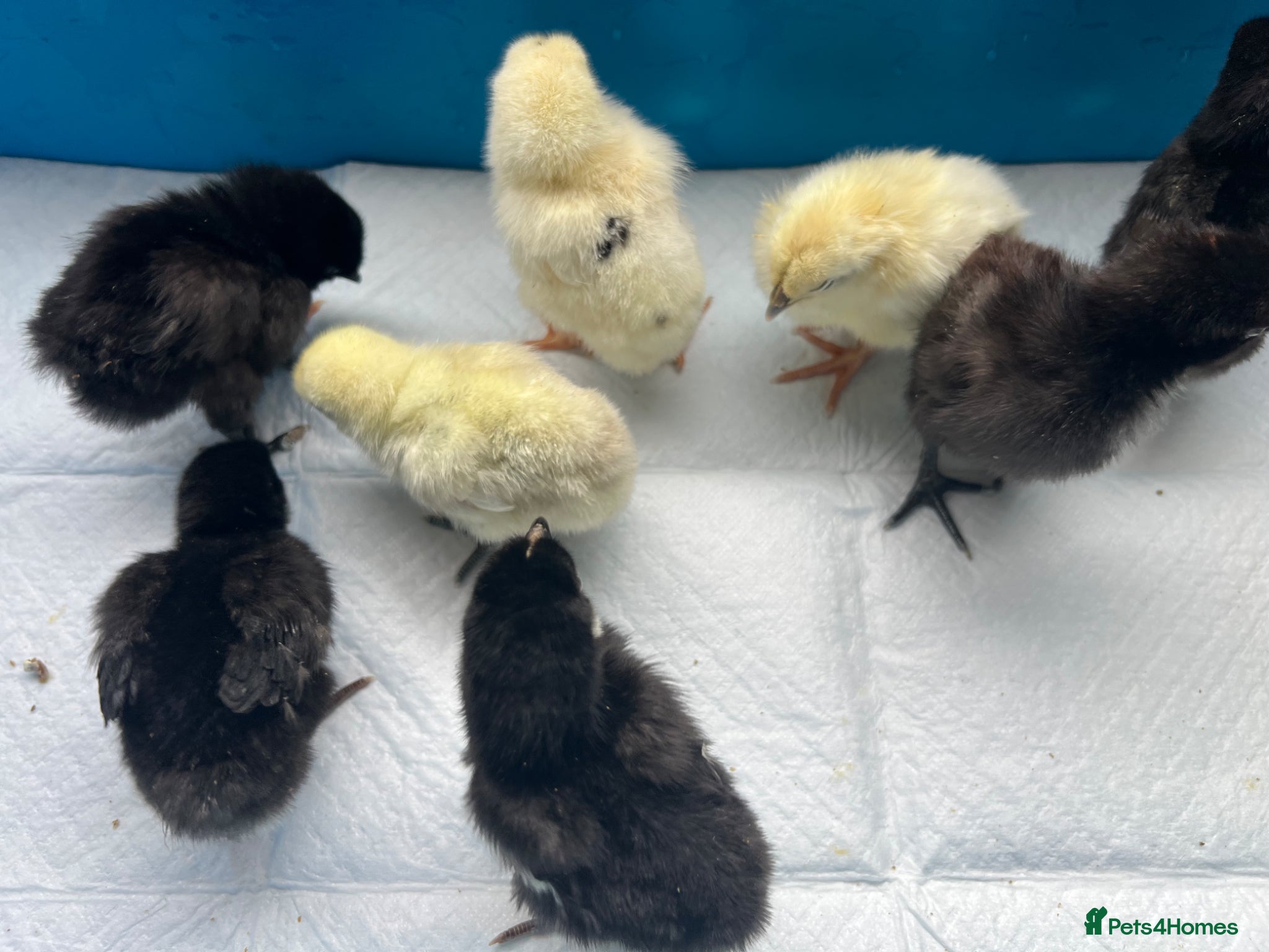 Chickens poultry Hybrid chicks  - Advert 2