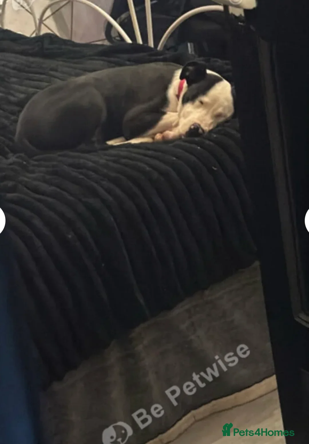 Mixed Breed dogs for sale: Melody  - Advert 2