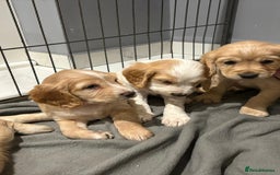 Cocker Spaniel dogs for sale: 5 gorgeous cocker spaniel puppies - Image 8