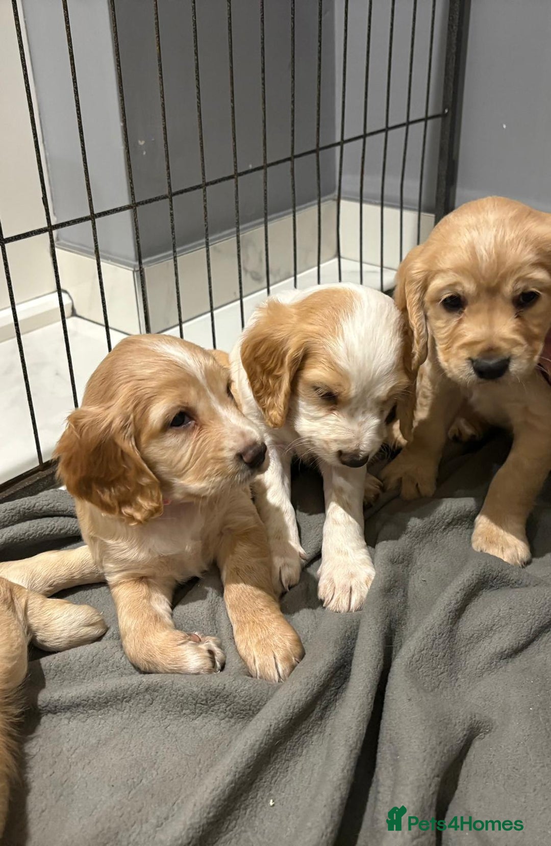 Cocker Spaniel dogs for sale: 5 gorgeous cocker spaniel puppies - Image 8