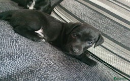 Patterjack dogs for sale: 2 black patterjack puppies left! - Image 3