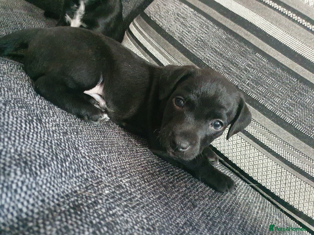 Patterjack dogs for sale: 2 black patterjack puppies left! - Image 3
