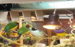 Finches birds for sale: Gouldian finches pairs  - Image 1