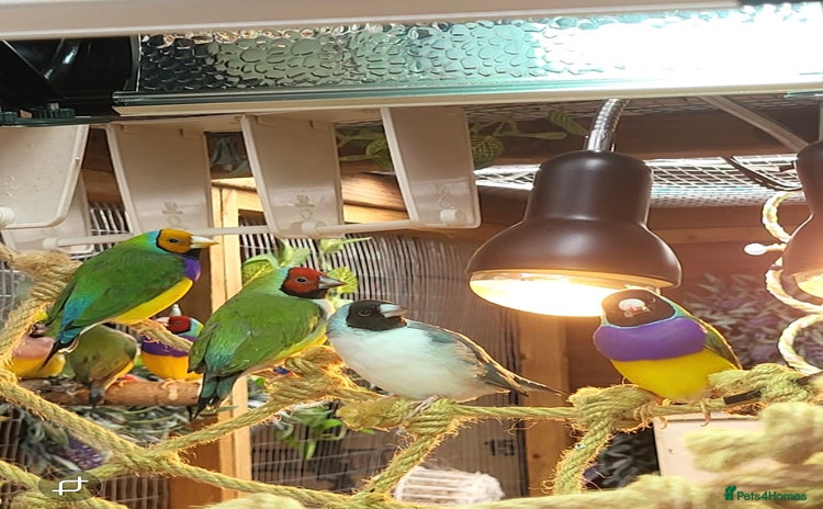 Finches birds - Advert 1