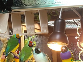 Finches birds - Advert 4