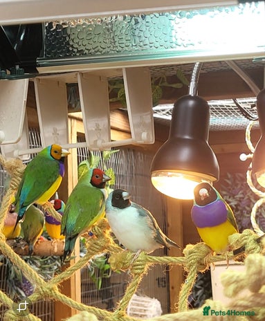 Finches birds - Advert 2