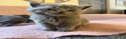 Scottish Fold cats for sale: 8 Beautiful blue Scottish folds  - Advert 4
