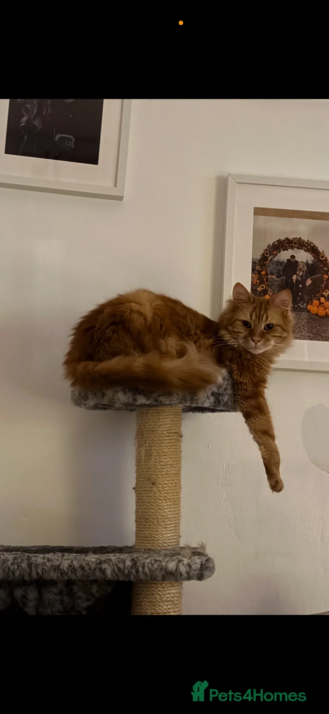 Maine Coon cats for sale: Male Maine Coon - Advert 2