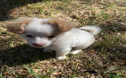 Mixed Breed dogs for sale: 4 month old female Cockerspaniel x Pom puppy - Image 10