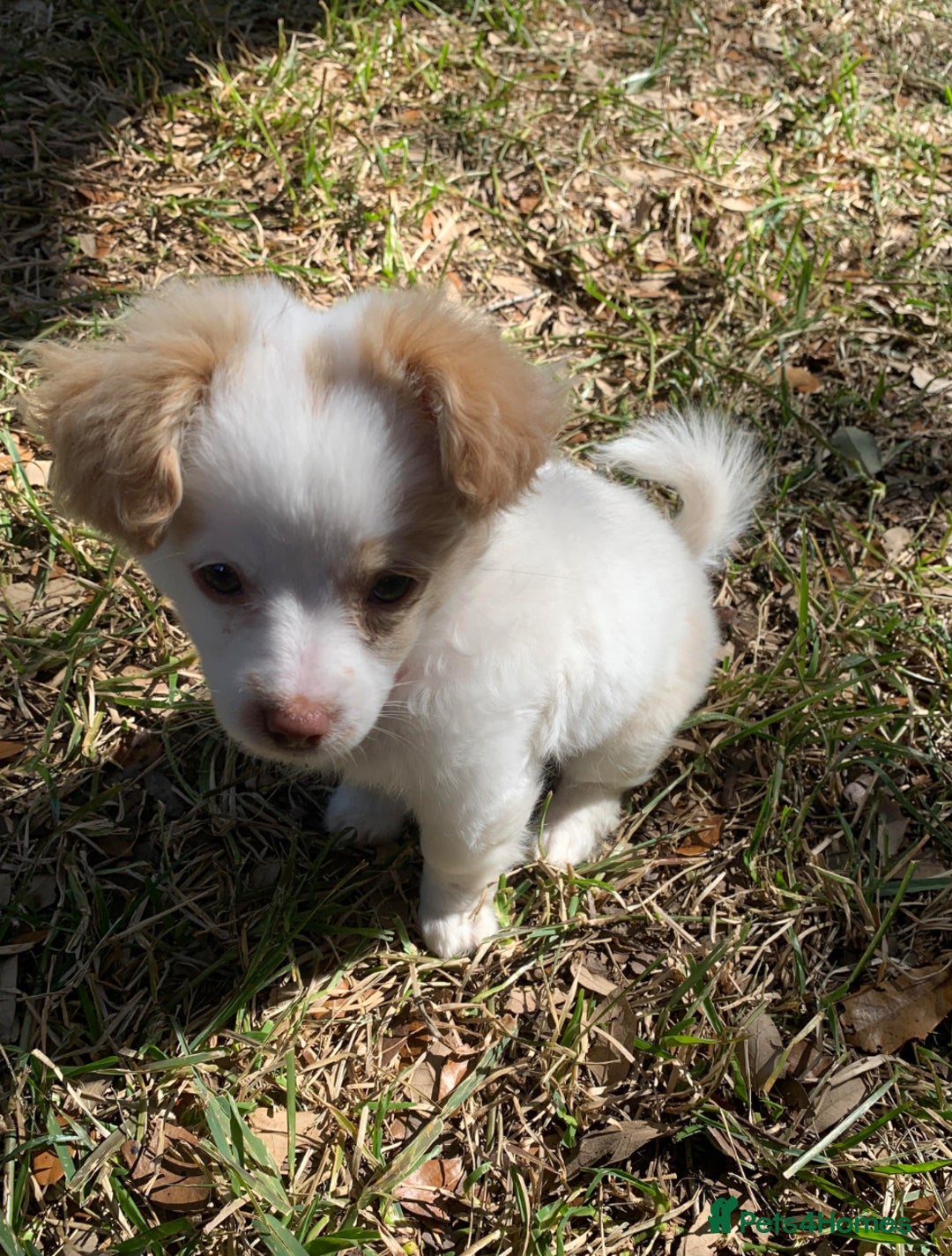 Mixed Breed dogs for sale: 4 month old female Cockerspaniel x Pom puppy - Image 10