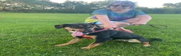 Mixed Breed dogs for adoption: ❤️🐶 PENNY – A WHOLE WORLD OF HAPPINESS! 🐶❤️ in Folkestone - Advert 16