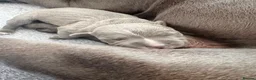 Staffordshire Bull Terrier dogs for sale: Blue & White KC Staffordshire Bull Terrier Puppy - Advert 3