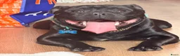 Staffordshire Bull Terrier dogs for stud: 🖤 KC STAFFORDSHIRE BULLTERRIER FOR STUD DUTIES🖤 - Advert 2