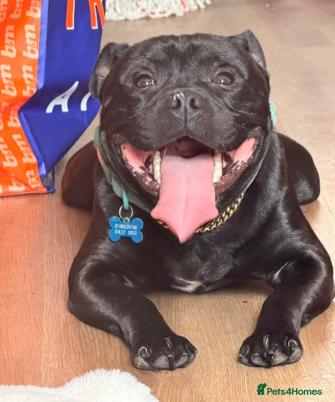 Staffordshire Bull Terrier dogs for stud: 🖤 KC STAFFORDSHIRE BULLTERRIER FOR STUD DUTIES🖤 - Advert 2