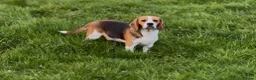 Beagle dogs for sale: CRACKER THE BEAUTIFUL BEAGLE  - Advert 3