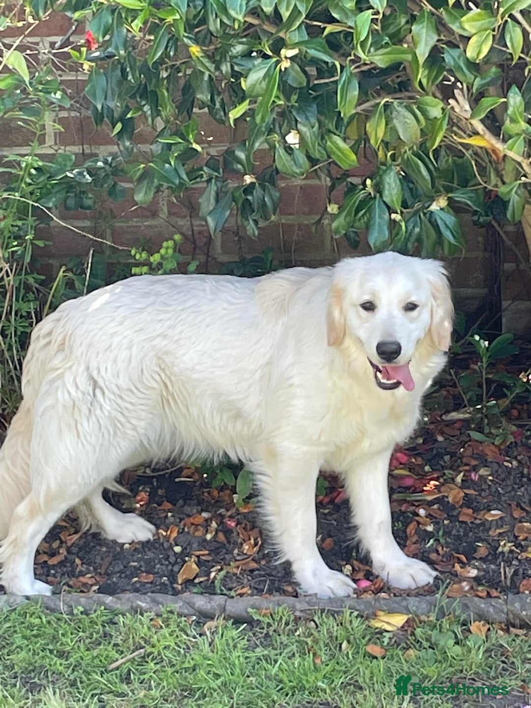 Golden Retriever dogs for sale: Top Class KC registered Golden Retrievers  - Advert 22