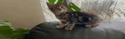 Mixed Breed cats for sale: Mixed breed kittens  - Advert 19
