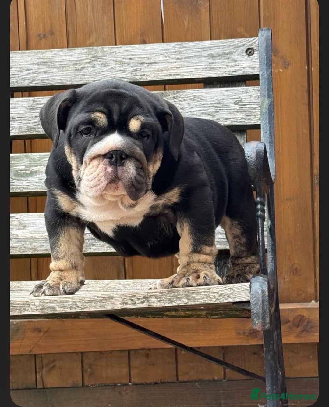 English Bulldog dogs for sale: World class bulldogs  - Image 4