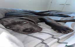 Cane Corso dogs for sale: Cane Corse Female  - Image 9