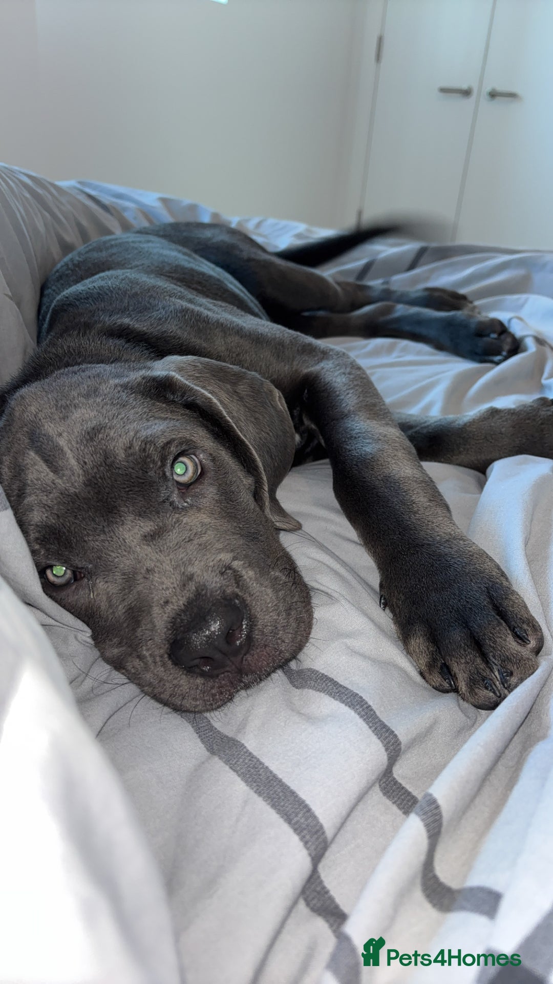 Cane Corso dogs for sale: Cane Corse Female  - Image 9