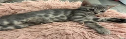 Bengal cats for sale: Female Blue & Black Smoke TICA Bengal kittens  - Advert 32