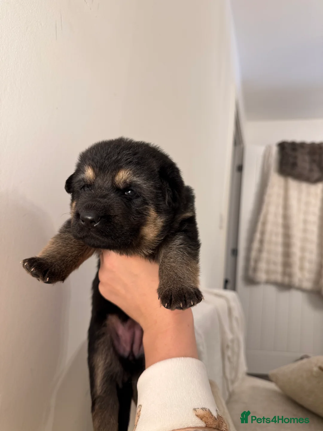 German Shepherd dogs for sale: German Shepherd Puppies - Advert 11