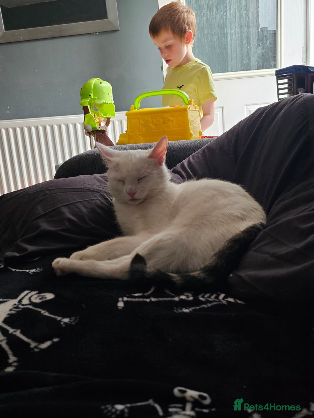 Domestic Shorthair cats for sale: White cat with grey tail 1yr6m  - Advert 2