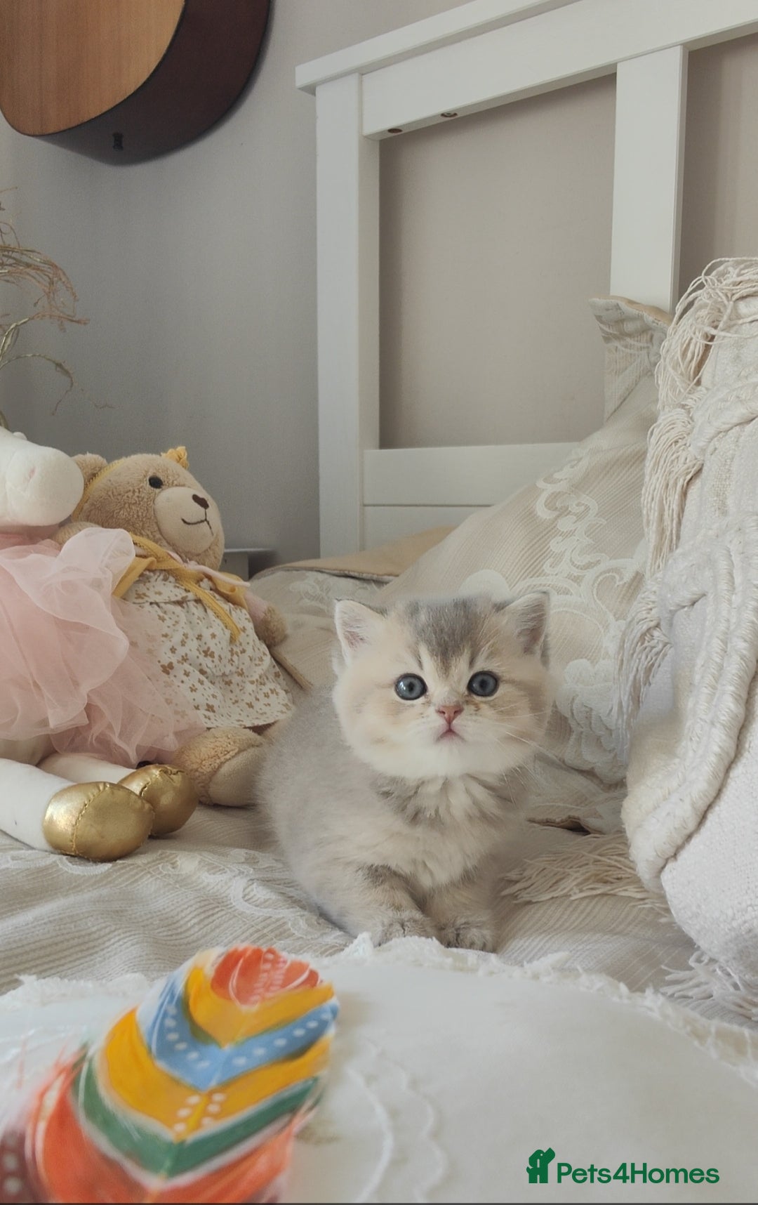 Scottish Fold cats for sale: Scottish fold/straight  - Advert 4