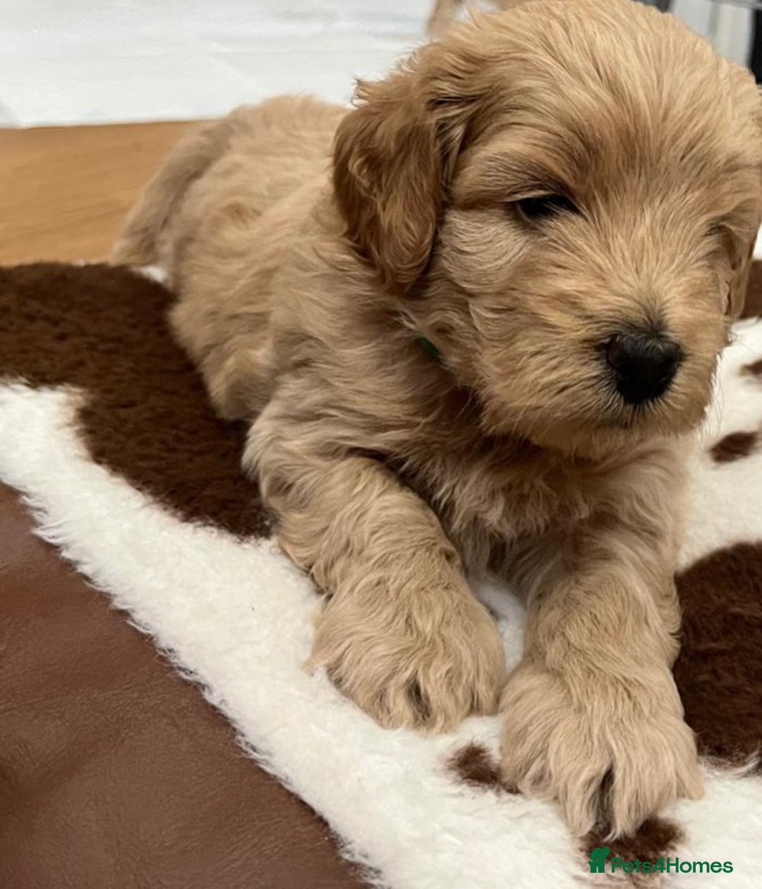 Cockapoo dogs for sale: Beautiful litter of cockapoos - Image 8