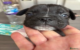 Mixed Breed dogs for sale: canó corso cross british bulldog stunning colours  - Image 15
