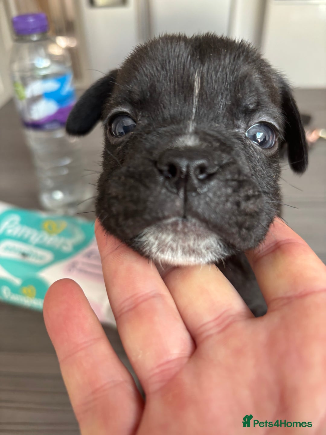 Mixed Breed dogs for sale: canó corso cross british bulldog stunning colours  - Image 15