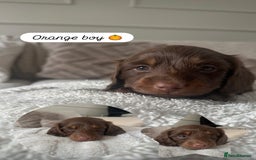 Miniature Dachshund dogs for sale: Exceptional quality long haired mini dachshunds - Image 12