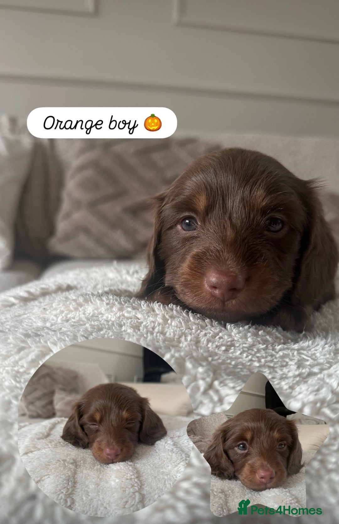 Miniature Dachshund dogs for sale: Exceptional quality long haired mini dachshunds - Image 12