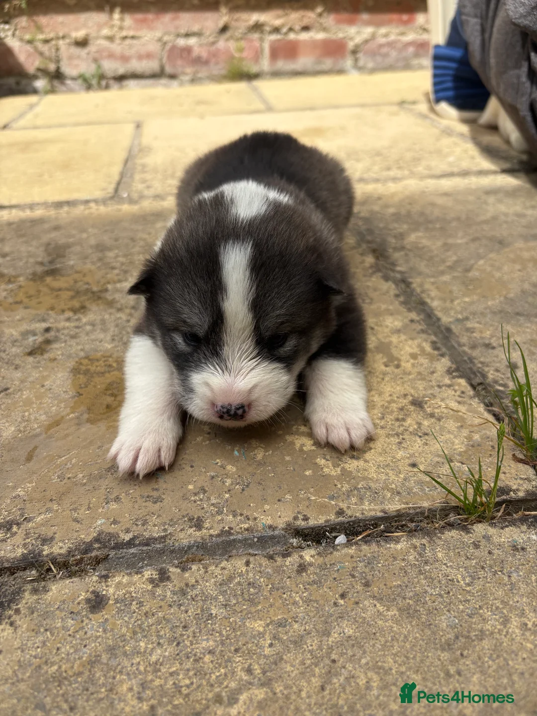 Mixed Breed dogs for sale: Samoyed x husky  in Southwell - Advert 2