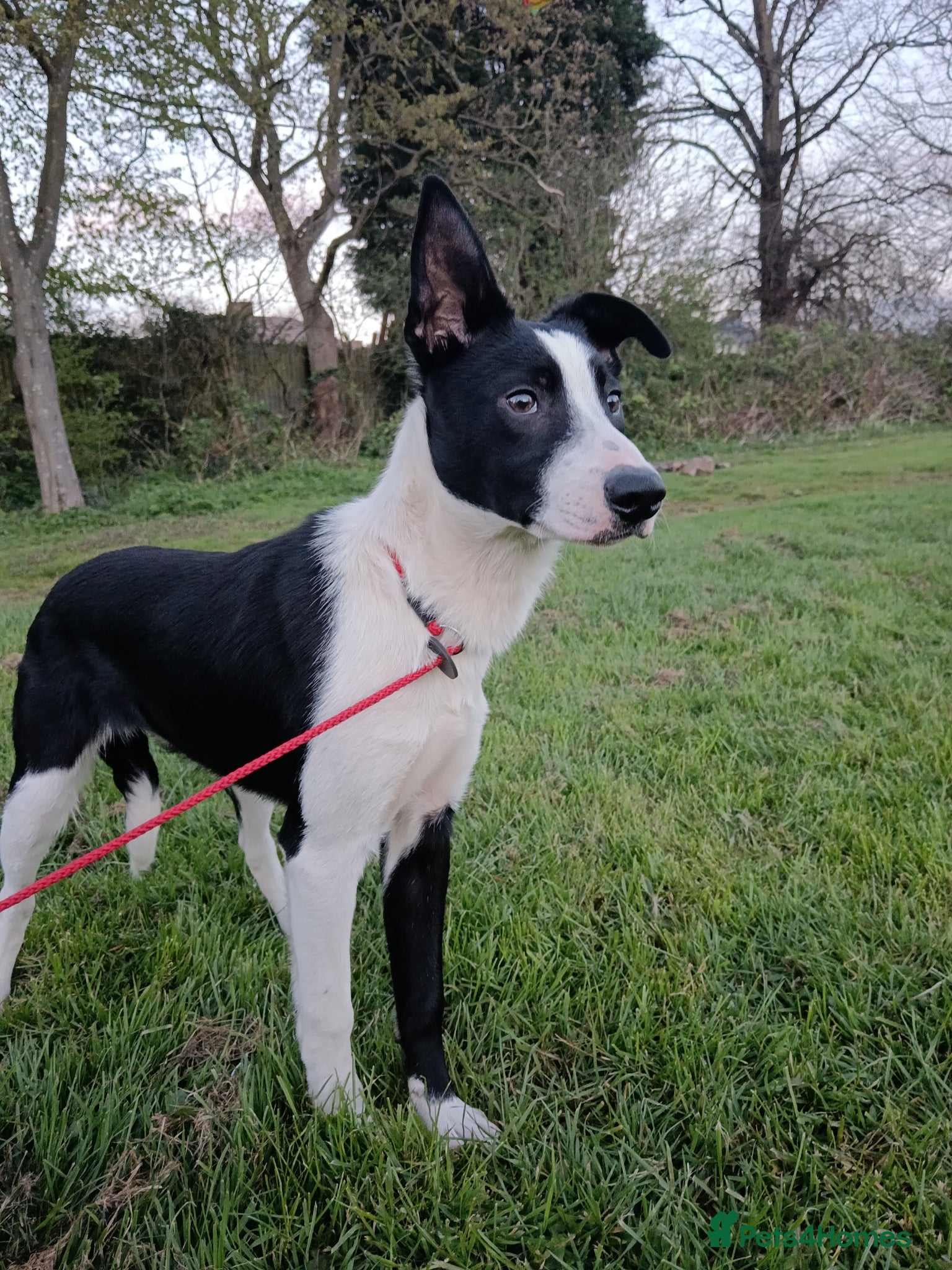 Border Collie dogs Boy Border collie for sale - Advert 1