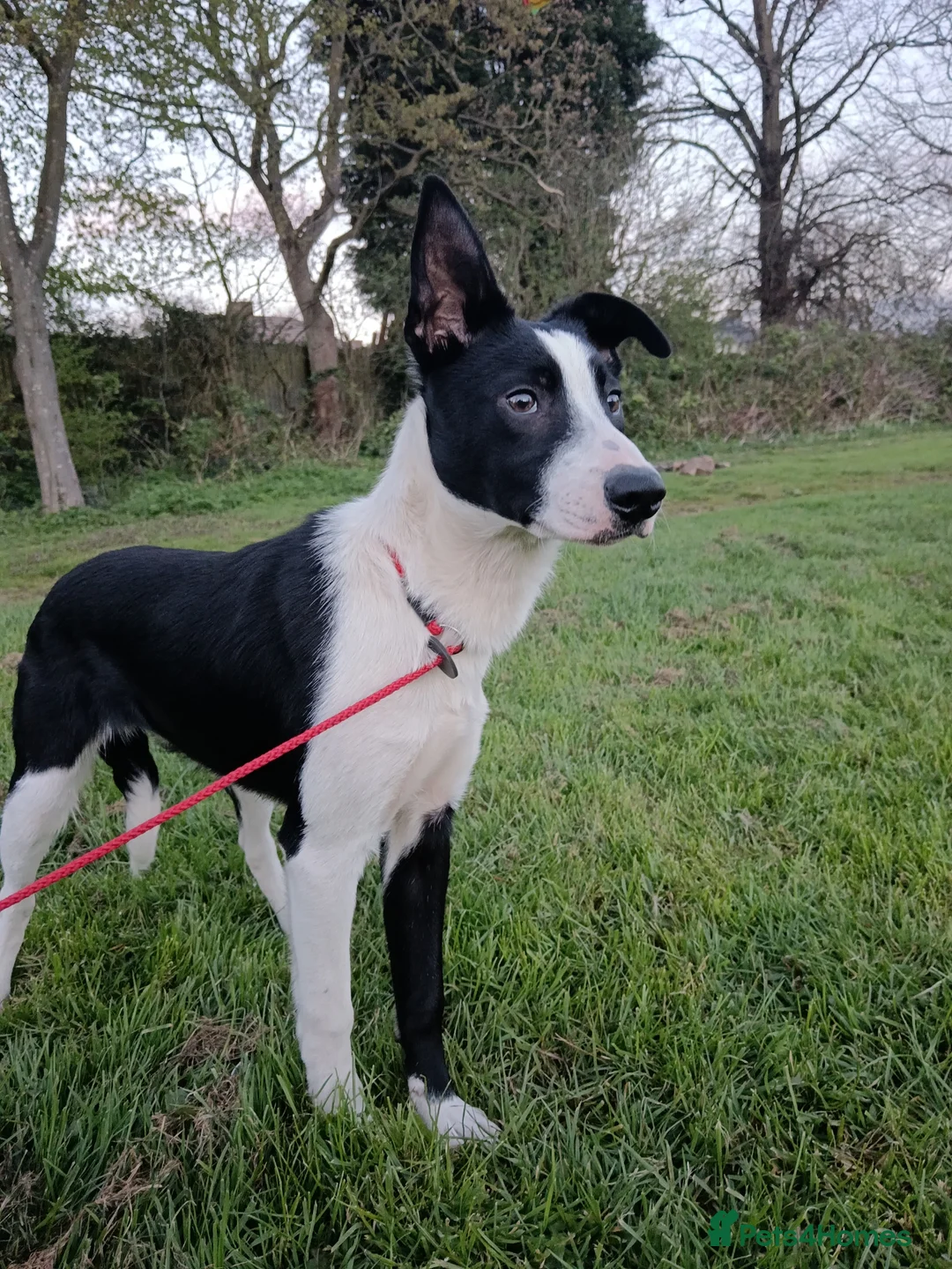 Border Collie dogs for sale: Boy Border collie for sale - Advert 1