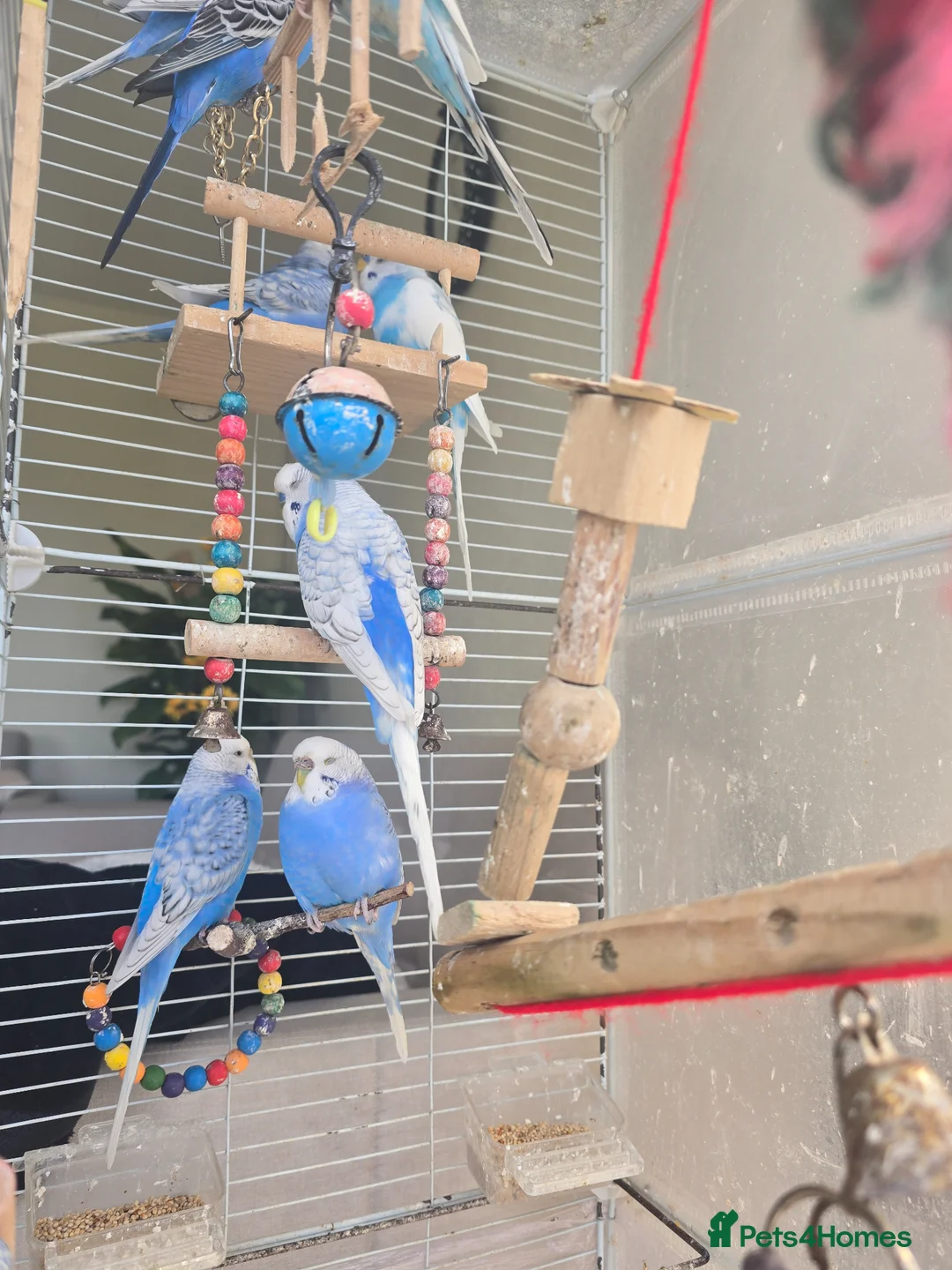 Budgerigars birds for sale: Blue birds  in Leeds - Advert 3