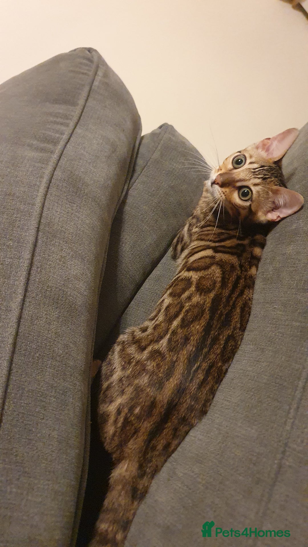 Bengal cats for sale: Beautiful Bengal kittens - Advert 14