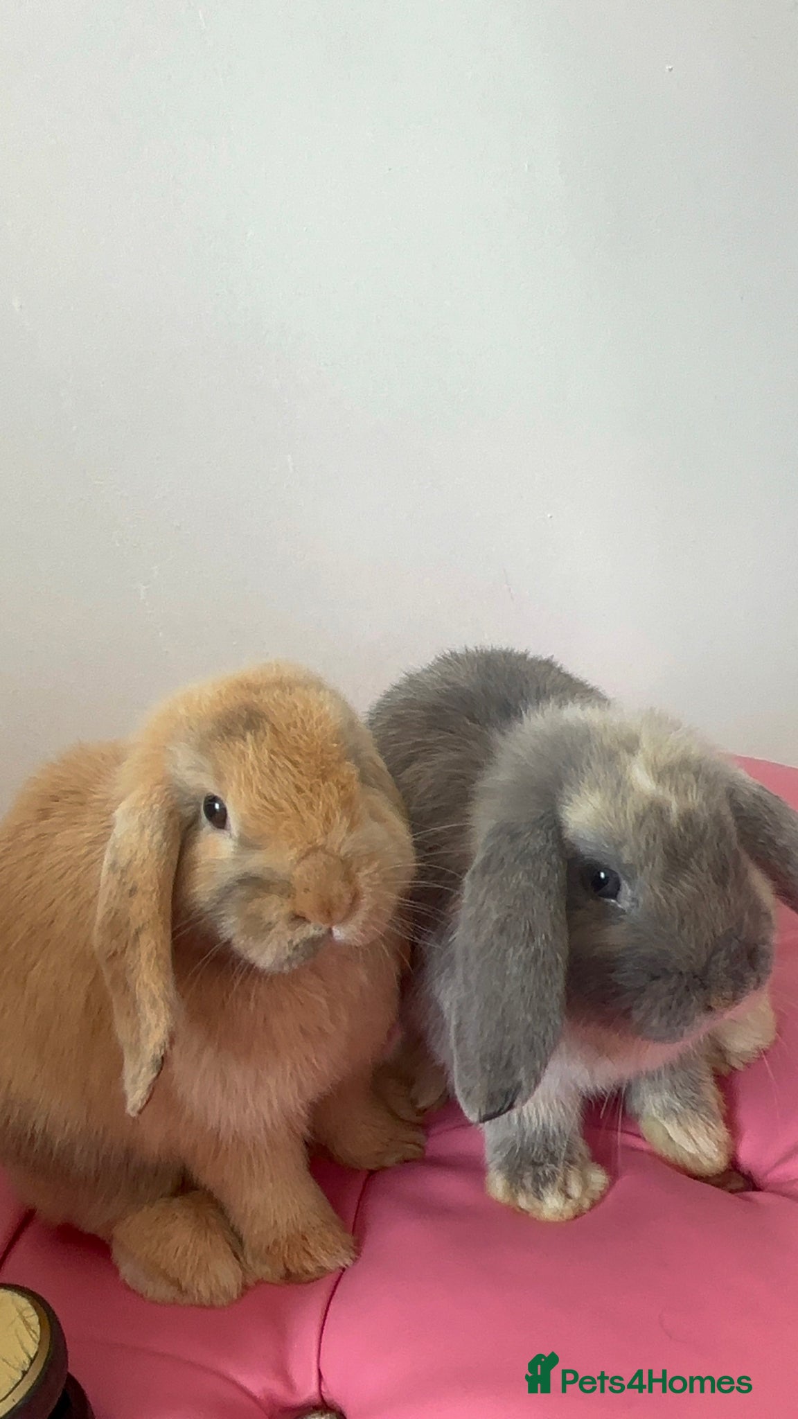 Mini Lop rabbits 2 Lop bunnies for sale  - Advert 1
