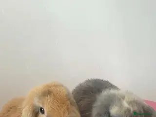 Mini Lop rabbits 2 Lop bunnies for sale - Advert 1