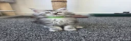 Maine Coon cats for sale: Maine coon pedigree kittens  - Advert 3