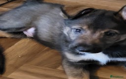 Mixed Breed dogs for sale: Collie x German Shepherd pups - Image 2